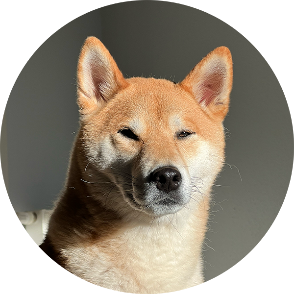 Photo d'Ollie, le Shiba Inu de StorkRoad